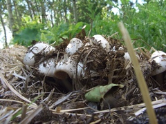 Volvariella volvacea