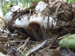 Volvariella volvacea