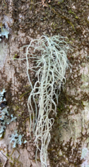 Usnea subscabrosa