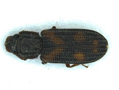 Bitoma quadriguttata
