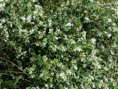 Guardiola platyphylla