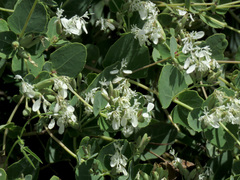 Guardiola platyphylla