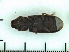 Bitoma quadriguttata