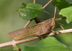 Schistocerca impleta