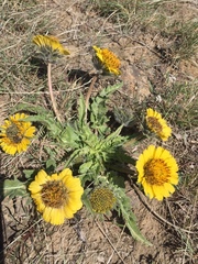 Balsamorhiza rosea