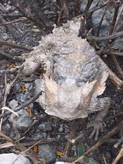 Phrynosoma taurus