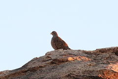 Pternistis hartlaubi