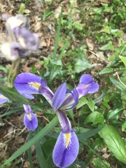 Iris savannarum
