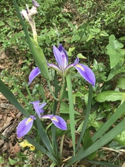 Iris savannarum