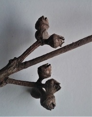 Eucalyptus amplifolia