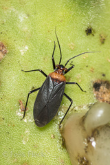 Hesperolabops mexica