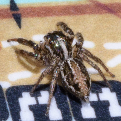 Leptofreya ambigua