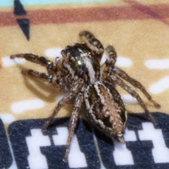 Leptofreya ambigua