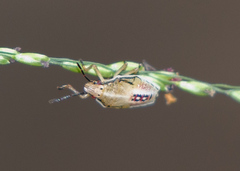 Oebalus