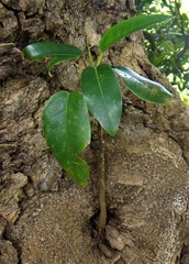 Ficus macrophylla