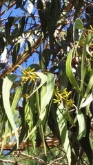 Eucalyptus amplifolia