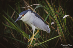 Nycticorax nycticorax image
