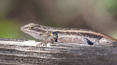 Sceloporus variabilis