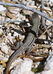 Aspidoscelis gularis