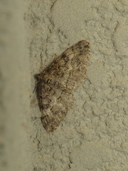 Alcis angulifera