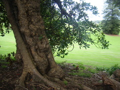 Ficus macrophylla