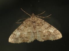 Alcis angulifera