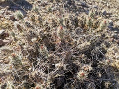 Grusonia grahamii