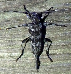 Acanthocinus obsoletus