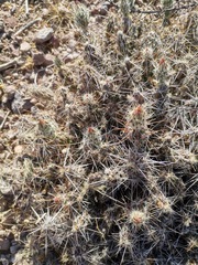 Grusonia grahamii