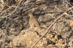 Pternistis hartlaubi