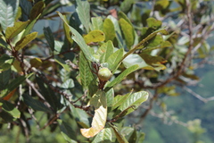 Quercus elliptica