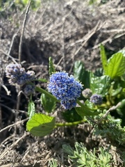 Ceanothus thyrsiflorus griseus