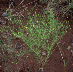 Schkuhria pinnata image