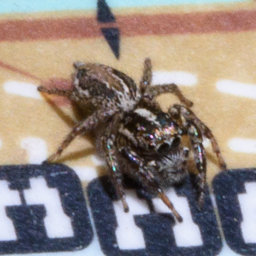Leptofreya ambigua