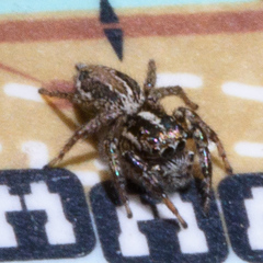 Leptofreya ambigua