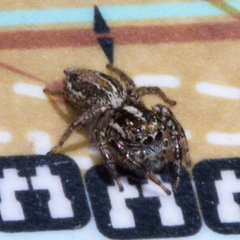 Leptofreya ambigua