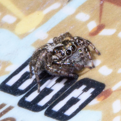 Leptofreya ambigua