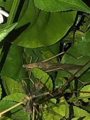 Orthoptera