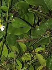Orthoptera