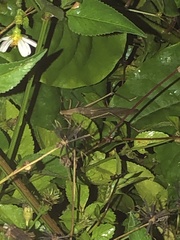 Orthoptera