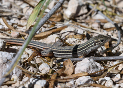 Aspidoscelis gularis