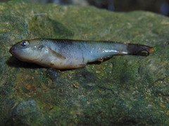 Rivulus