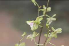 Eulophia lonchophylla