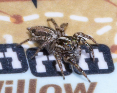 Leptofreya ambigua
