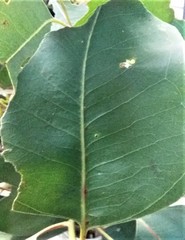 Eucalyptus amplifolia