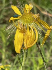 Berkheya insignis