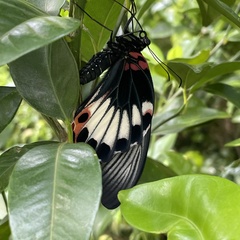 Papilio memnon thunbergii