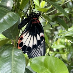 Papilio memnon thunbergii