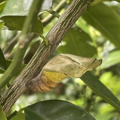 Papilio memnon thunbergii