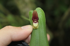 Pleurothallis perijaensis